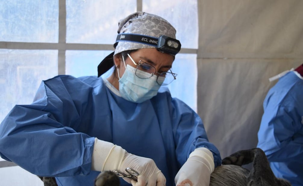 La estrategia CERA (Captura, Esteriliza, Educa, Resguarda, Regresa y Adopta) busca transformar la realidad de los animales sin hogar en el Edomex. Foto Especiak