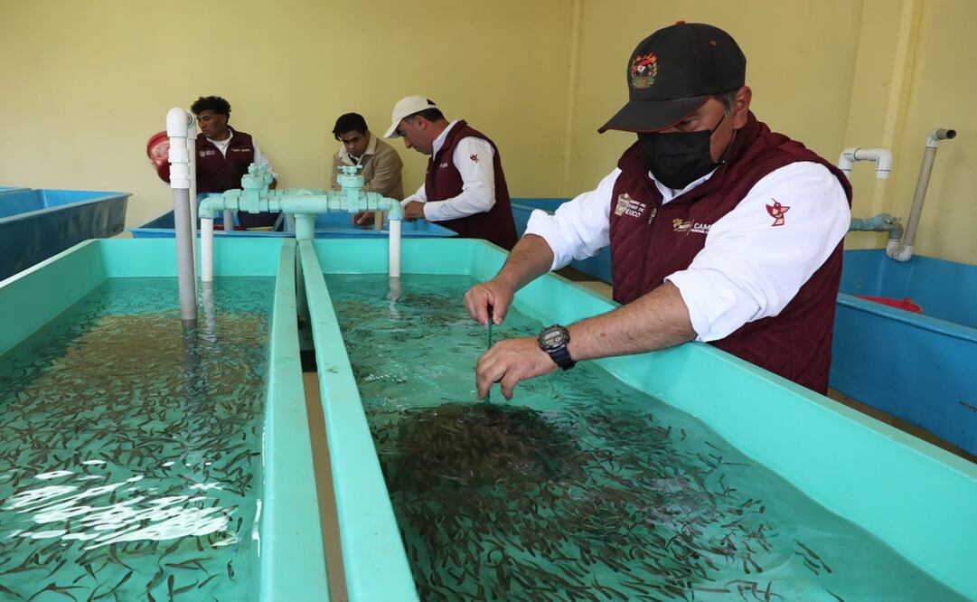 El Gobierno del Estado de México entregó 16 mil crías de trucha al Estado de Guerrero. Foto: Especial