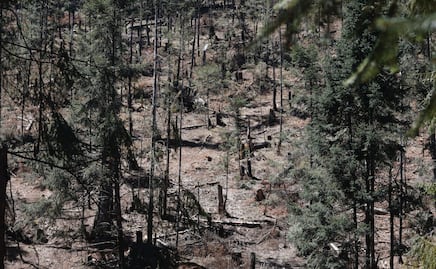 ¡Es un hecho! Edomex considera la tala clandestina como delito grave