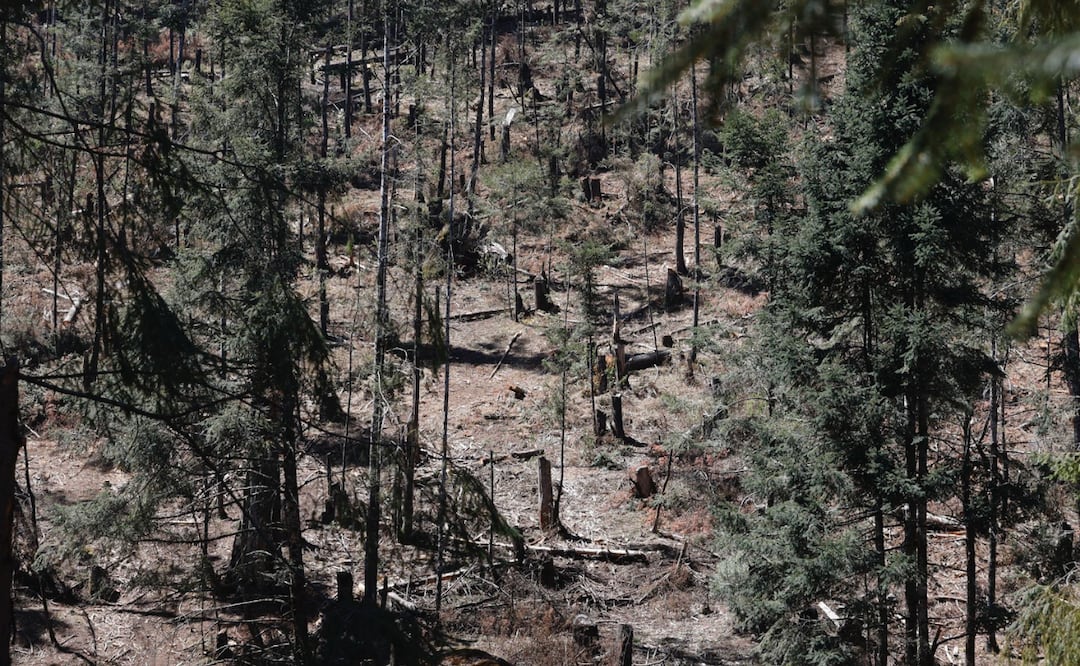 Tala clandestina ahora es delito grave en Edomex. Foto: Alejandro Varga