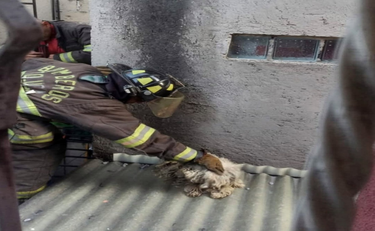 El rescate de gatos representa el 36.45% de los servicios. Foto: Especial