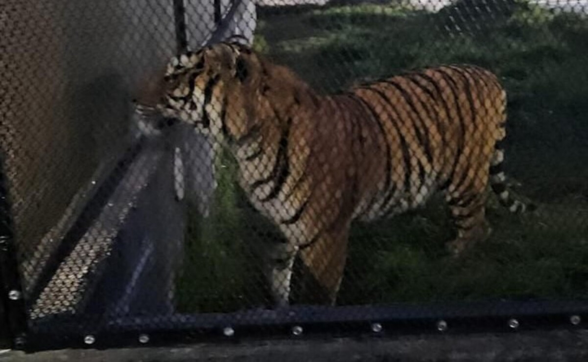 Un tigre de bengala fue rescatado de un domicilio en Chapultepec, después de realizar un cateo. Foto: Especial.