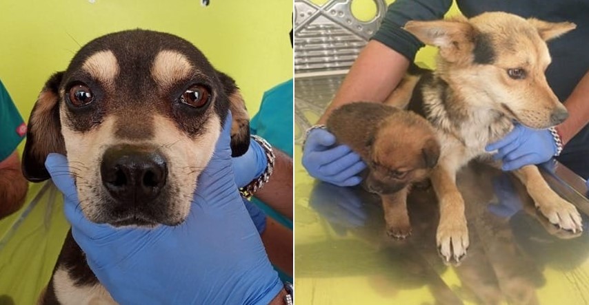 Rescatan a ocho caninos que se encontraban en condiciones de maltrato. Foto especial