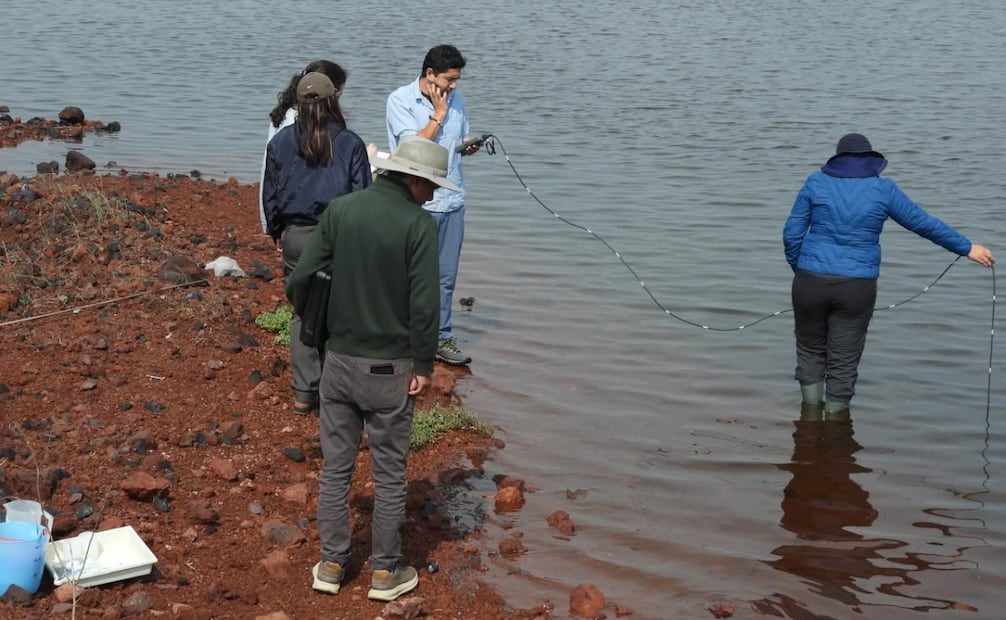 Expertos señalan que el mexcalpique forma parte fundamental de la cadena alimentaria para otras especies locales como acociles y ajolotes. Foto Especial