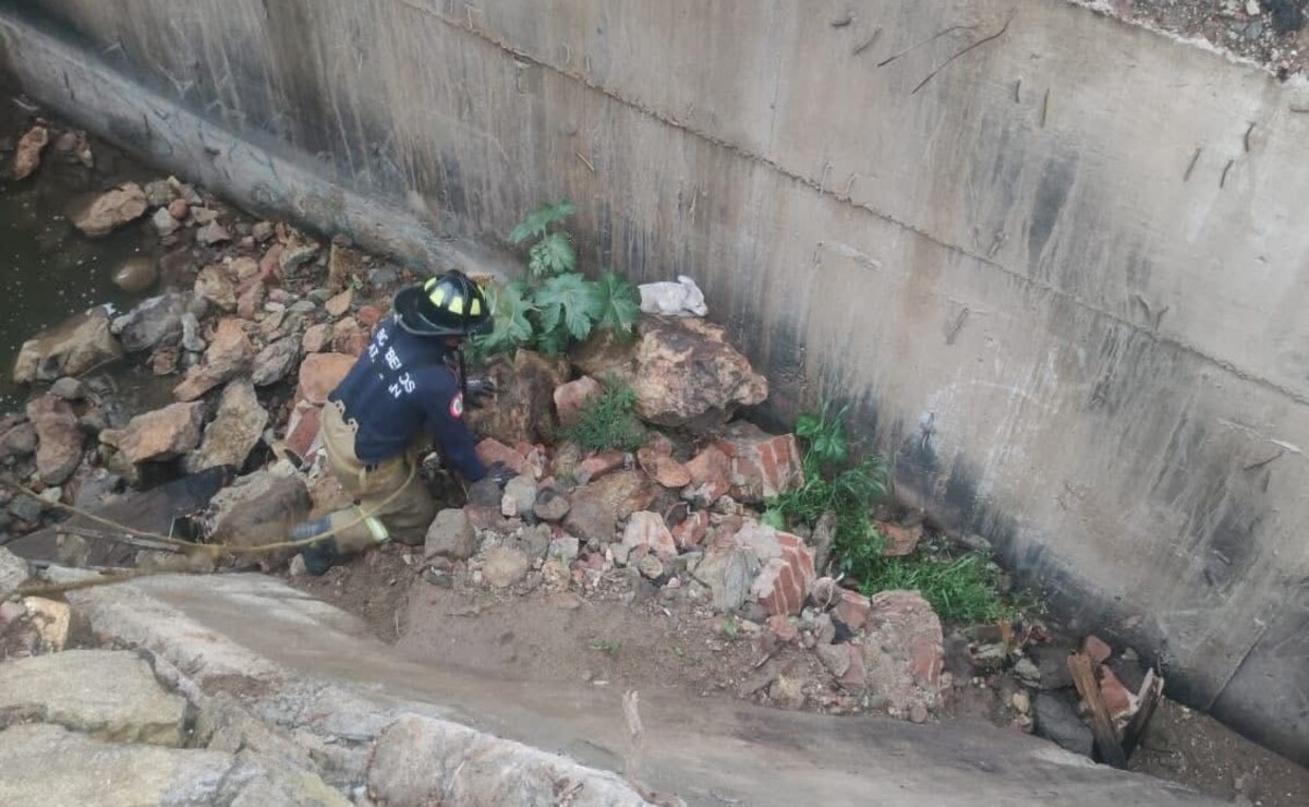 El cachorro fue rescatado sano y salvo / Foto Especial