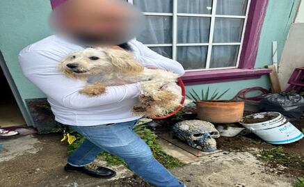 Rescatan a perro y gato en condiciones de maltrato animal en Tecámac