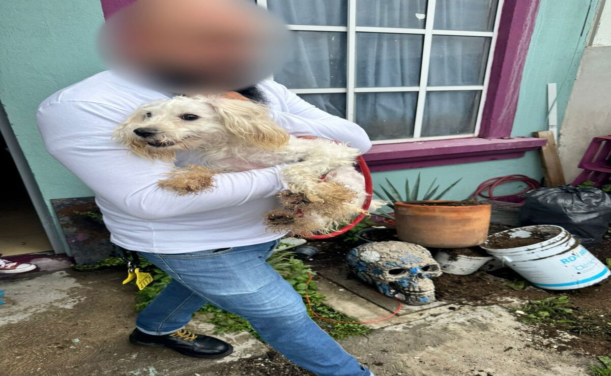 Rescatan a perro y gato en condiciones de maltrato animal en Tecámac