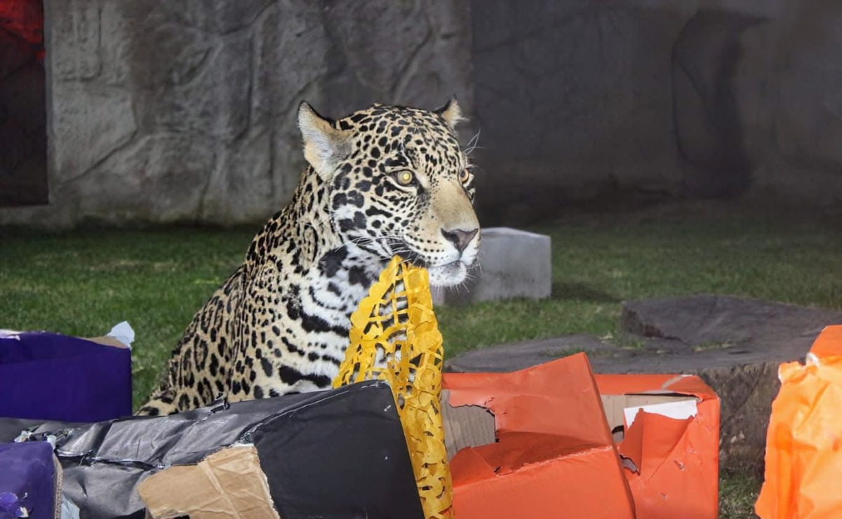 Un jaguar observa con atención a los visitantes durante el Recorrido Nocturno Navideño en Zacango Foto: Alejandra Santillán