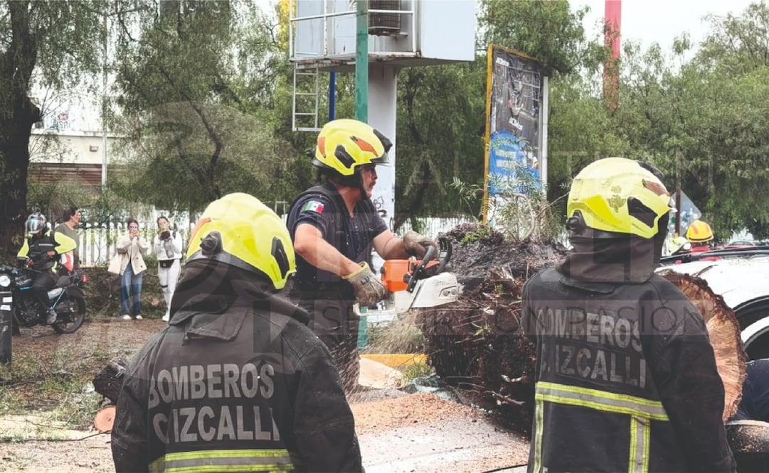 Elementos de emergencia laboraron para seccionar y retirar un árbol caído sobre un automóvil en la avenida 1° de Mayo, en el Centro Urbano. Foto Especial