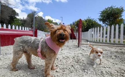 ¡Protege a tus compañeros peludos del golpe de calor en el Edomex!