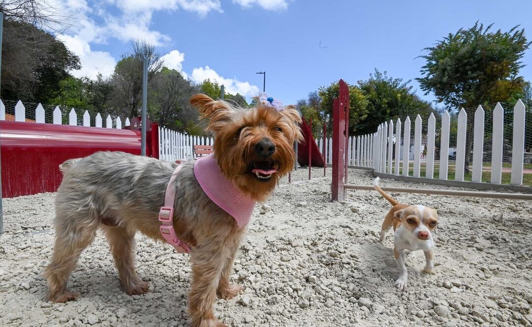 Mascotas de Toluca: ¡Protégelas del calor! / Foto: Especial