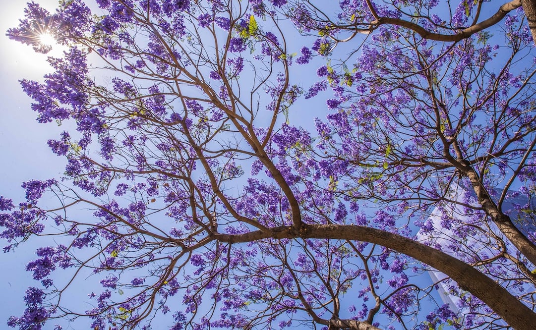 Infórmate sobre posibles cambios y toma las precauciones necesarias para participar de forma segura. Foto: Germán Espinosa / EL UNIVERSAL