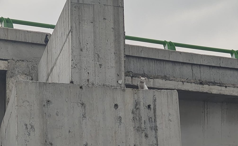 El gatito se encontraba atrapado e indefenso en una de las trabes de la Autopista Siervo de la Nación, en la zona de Jardines de Morelos. Foto Especial