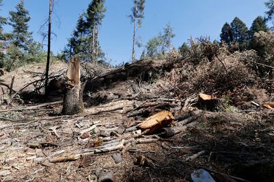 Tala clandestina amenaza bosques del Edomex: 25 municipios están en estado crítico 