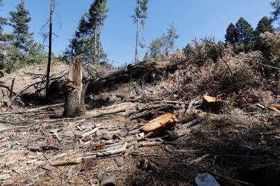 Tala clandestina amenaza bosques del Edomex: 25 municipios están en estado crítico 