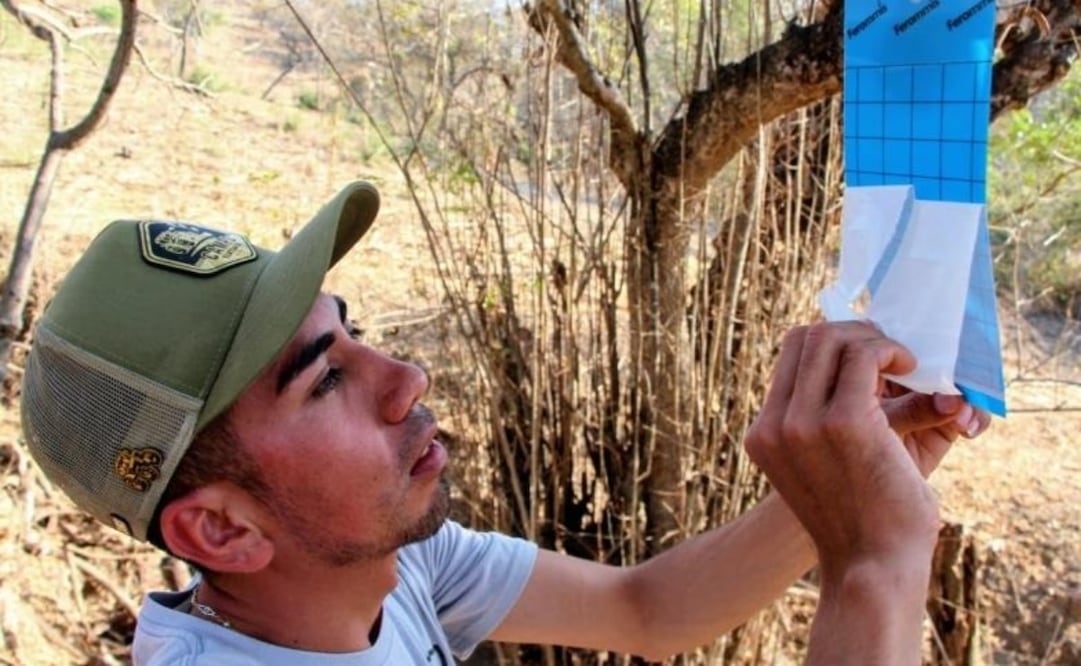 Autoridades explicaron que las lesiones provocadas por maltrato, como quemaduras con agua caliente, atraen a las moscas que originan la miasis. Foto Especial