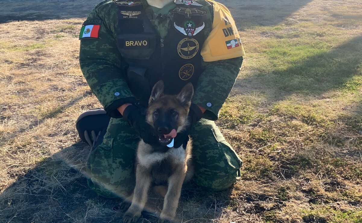 Roko se ha vuelto famoso en las redes sociales de la SEDENA por su buen desempeño y adiestramiento. Foto: Especial.