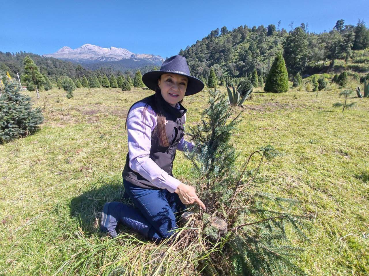 La entidad mexiquense es el mayor productor a nivel nacional de árboles de navidad. Foto Especial