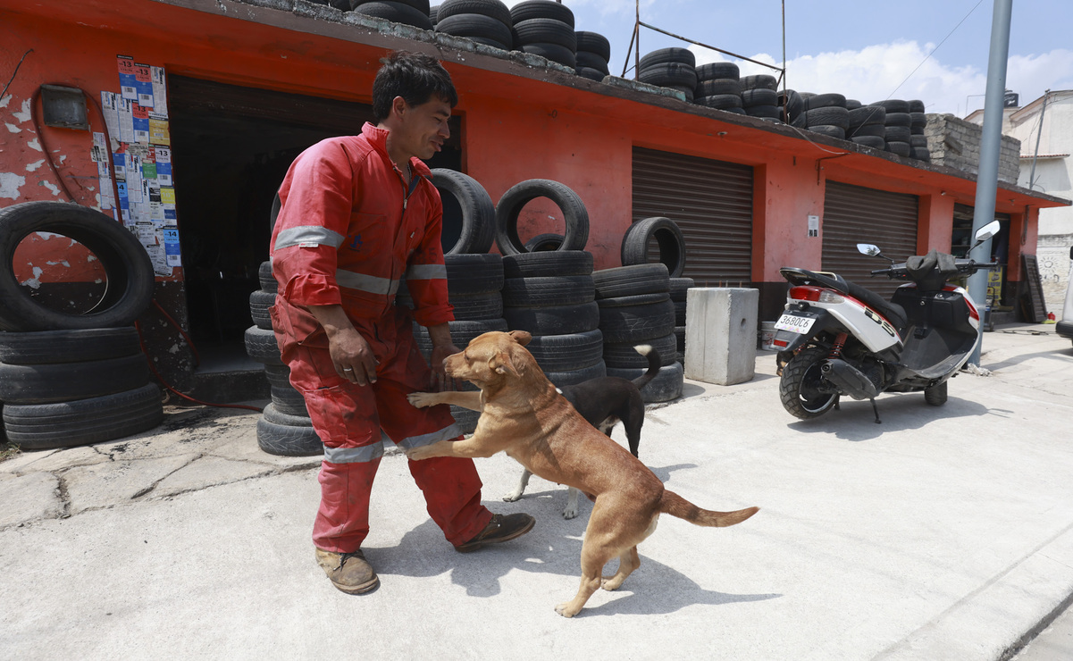 Aldo cambia la vida a perritos en situación de calle o maltrato / Foto Alejandro Vargas