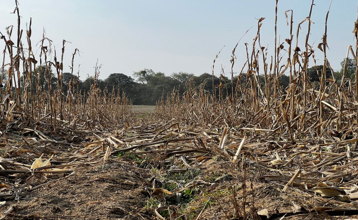 El apoyo es de $4,000 por hectárea siniestrada, hasta un máximo de 3 hectáreas por productor / Foto Arturo Hernández