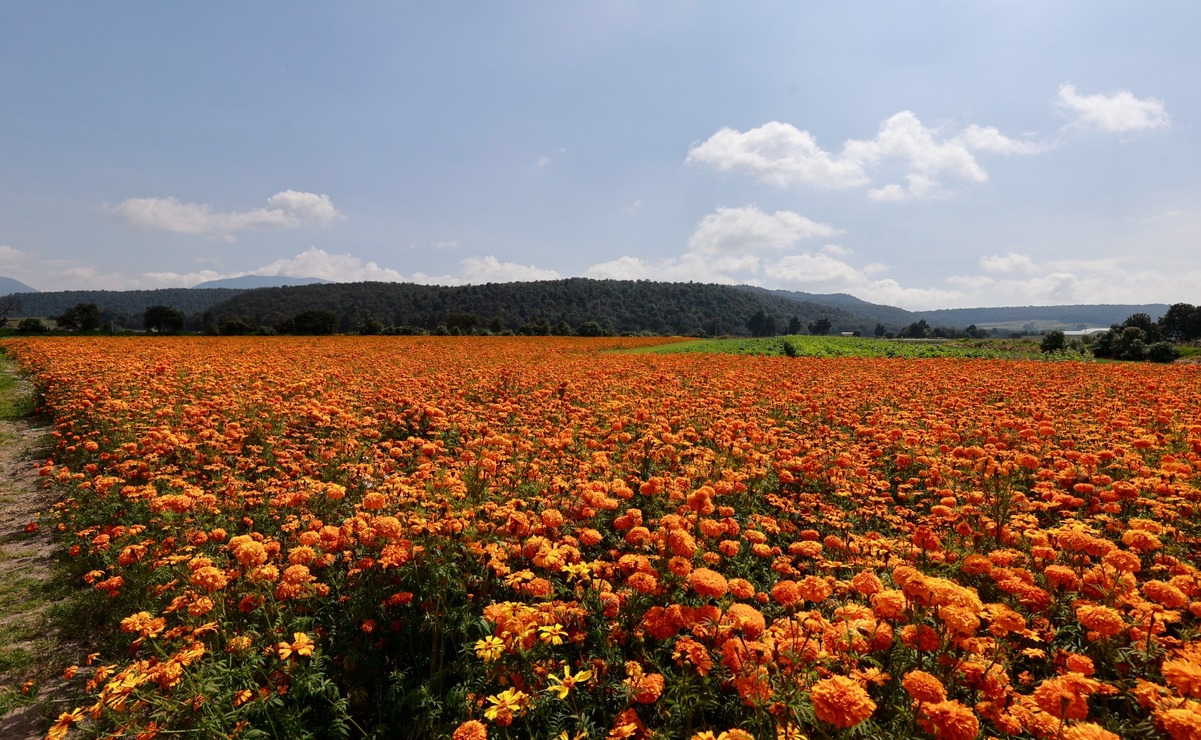 Los floricultores prevén que el precio del cempasúchil aumente. Foto: Alejandro Vargas.