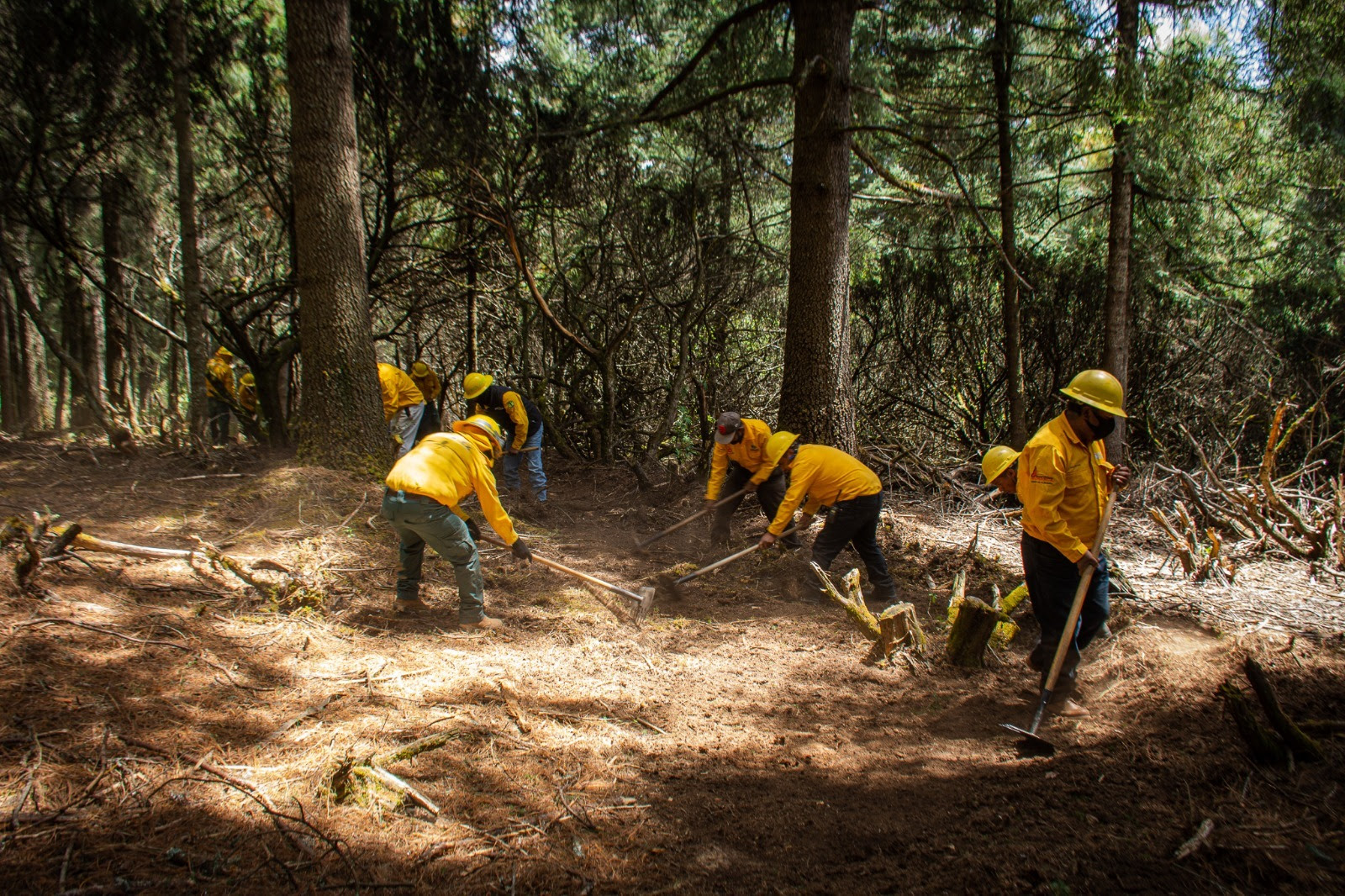 El Comité Interestatal supervisará las acciones emprendidas en materia de sanidad forestal. Foto: Especial