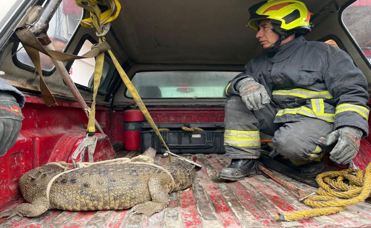 ¡Insólito! Localizan a cocodrilo merodeando en la colonia Ampliación Santa Rosa, Cuautitlán Izcalli