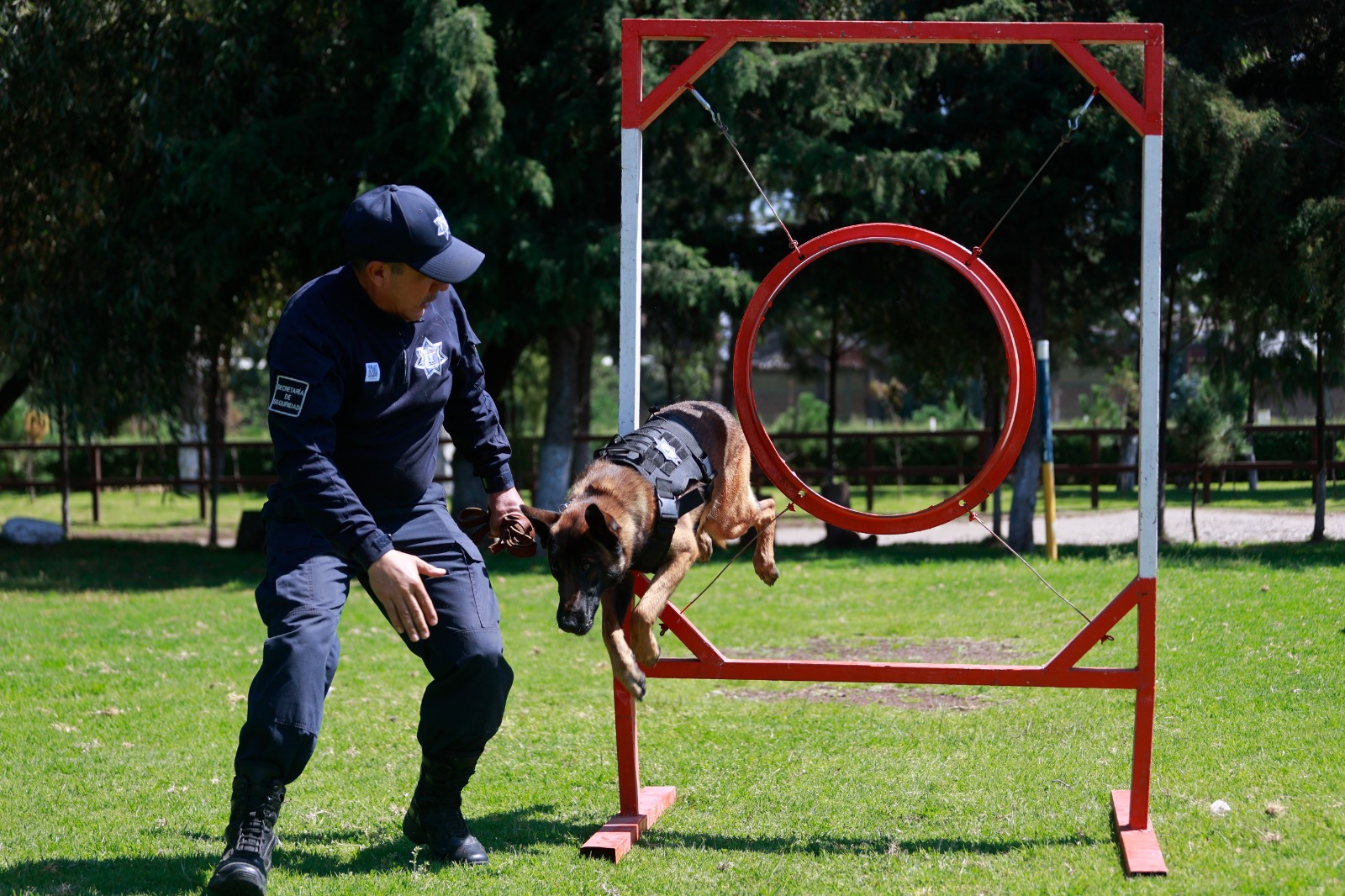 Los perros del agrupamiento canino han servido de apoyo principalmente para los elementos de la Fiscalía. Foto Alejandro Vargas