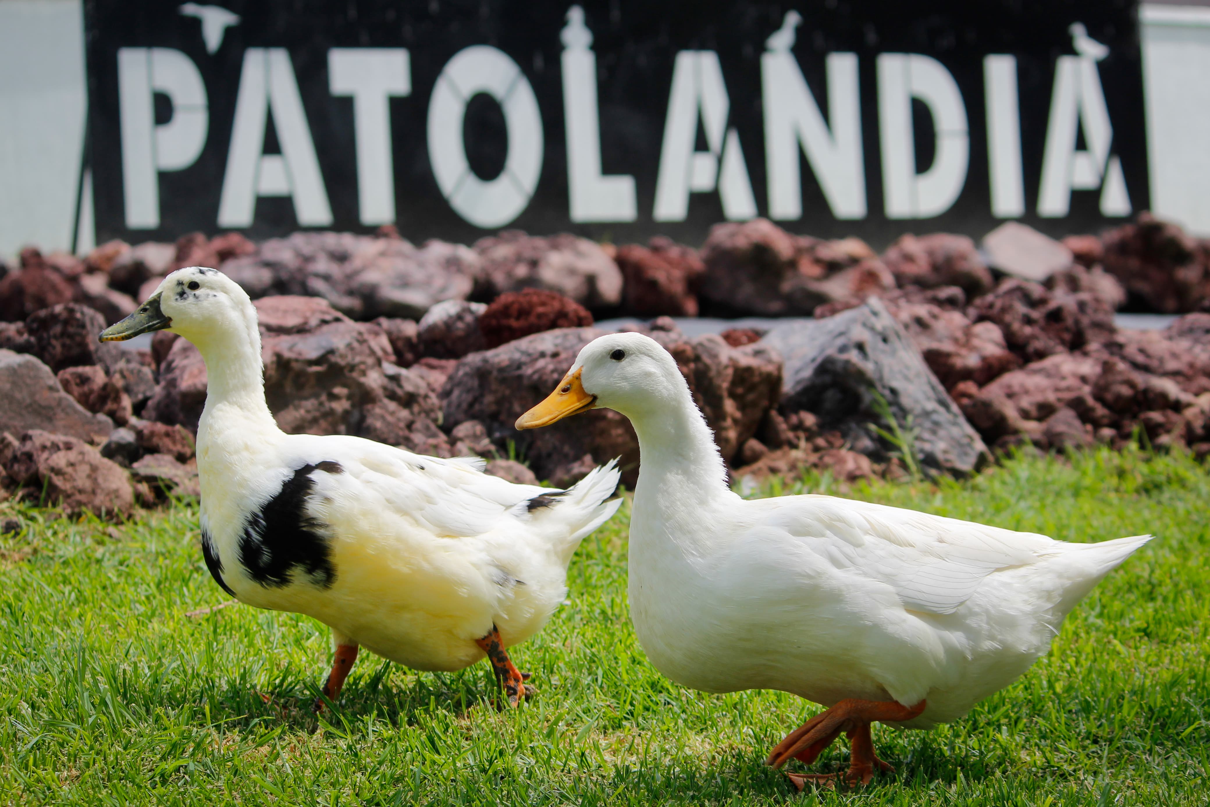 Animales recibirán mejor calidad de vida en parque de Tecámac