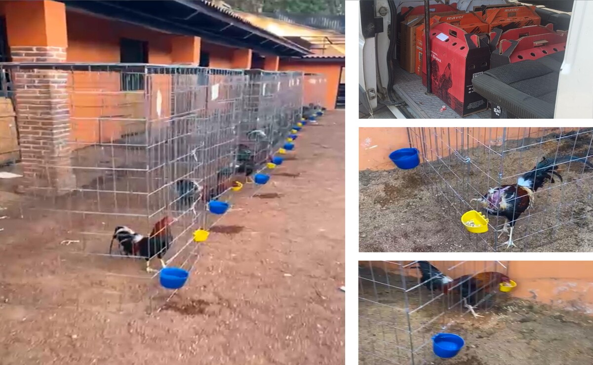 Los gallos rescatados, quedaron bajo resguardo de la CEPANAF / Foto: Especial