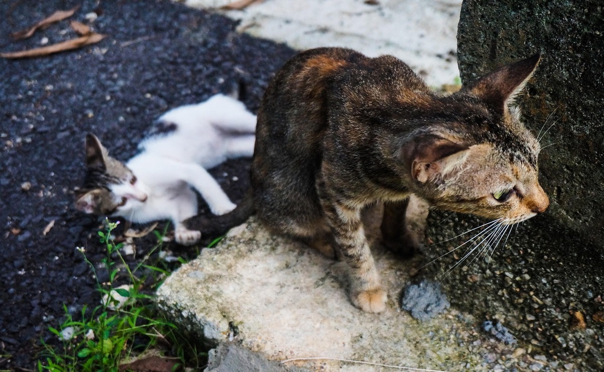 Un terreno abandonado ha servido como refugio para decenas de gatos que sobreviven en condiciones deplorables. Foto: Pixabay