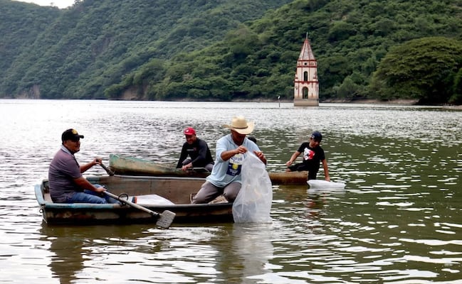 Siembran medio millón de mojarras en la presa de Pueblo Viejo para reactivar la economía