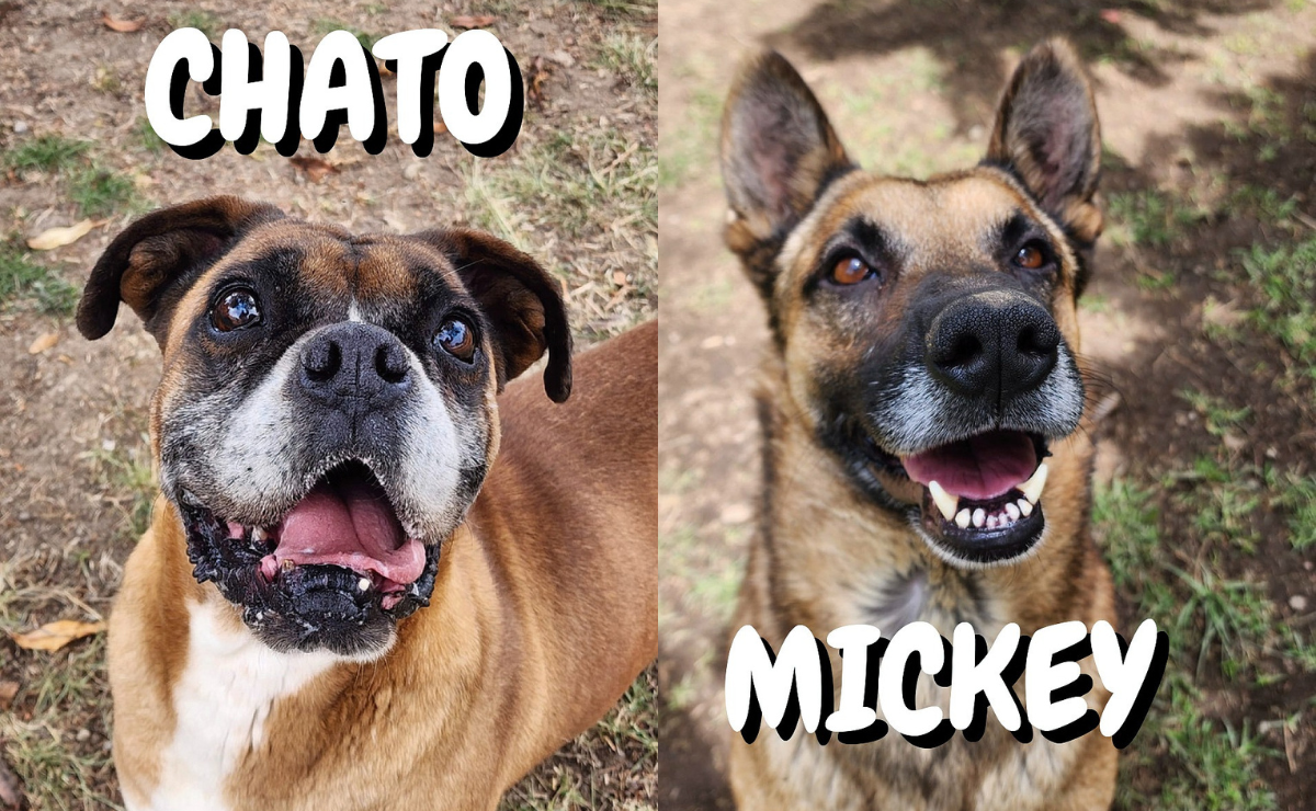 ¡Un hogar lleno de amor espera por mí en Toluca! Adopta. Foto: Especial