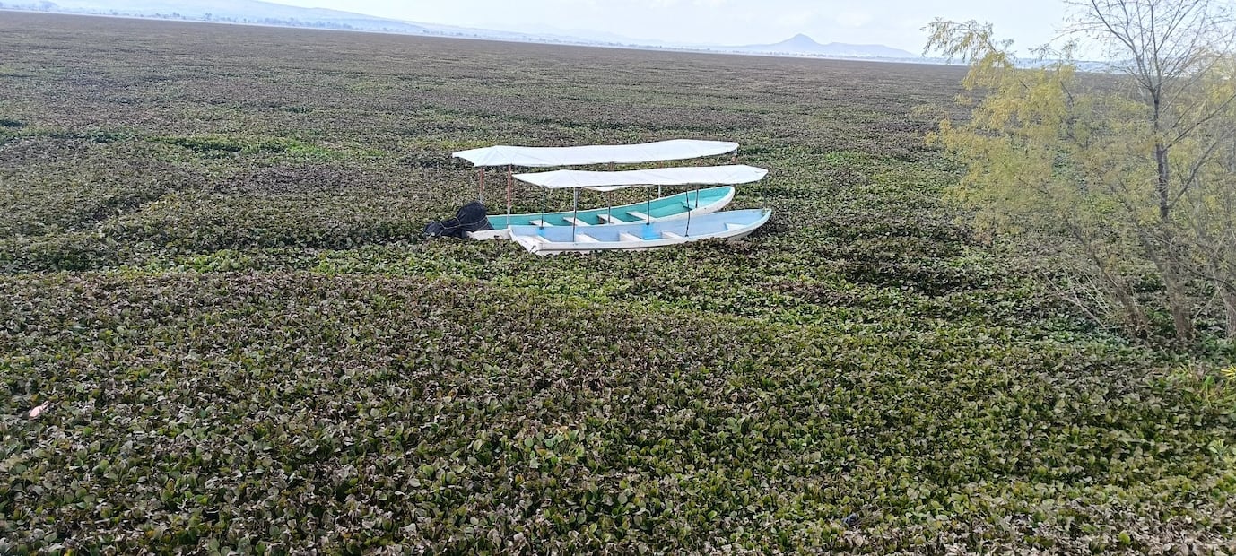 El lirio acuático cubre el 90% de la Laguna de Zumpango, afectando la pesca y el turismo. Comerciantes piden intervención urgente con maquinaria para saneamiento. Foto Gisela González / El Universal