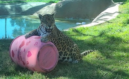 Parque Ecológico Zacango celebra el Día del Amor y la Amistad con 135 nacimientos de animales