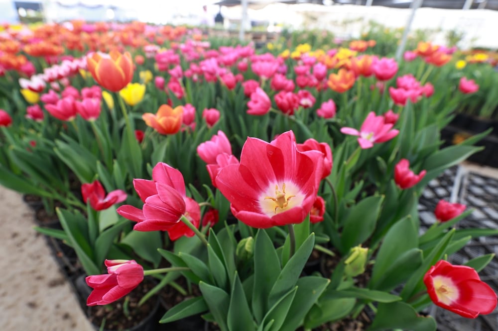 El frío extremo de la región norte del Edomex permite que el tulipán florezca con calidad de exportación sin necesidad de climatización artificial. Foto Alejandro Vargas / El Universal