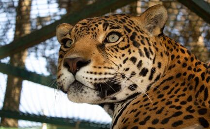 Día mundial de los animales; 4 de octubre