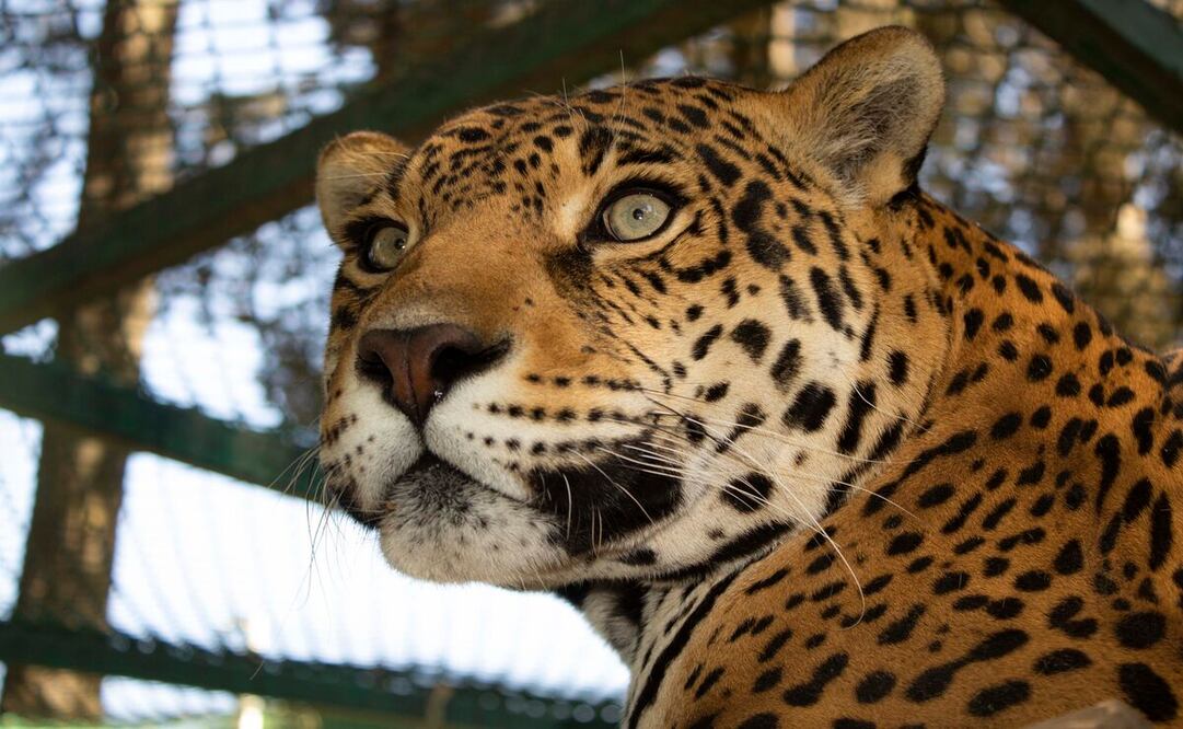 Este magnífico felino se puede encontrar en 18 países, desde México hasta Argentina. Foto: @zacangoedomex