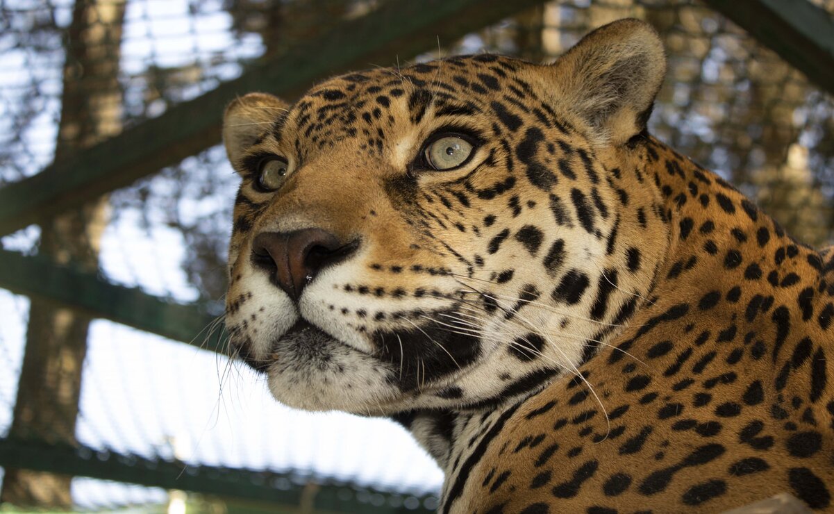 Día mundial de los animales; 4 de octubre