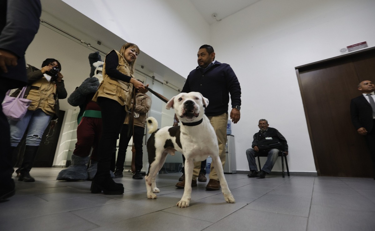 Casi el 90% de los animales de compañía que tienen en adopción son rescatados de la calle. Foto: Jorge Alvarado / El Universal Edomex