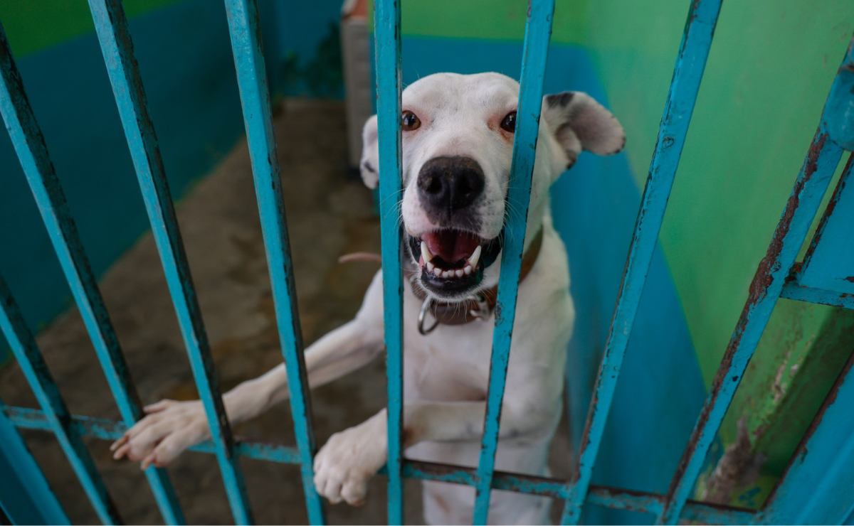 Destapan Irregularidades que Ponen en Riesgo a Animales en el Centro de Bienestar de Valle de Bravo Foto: Arturo Hernández