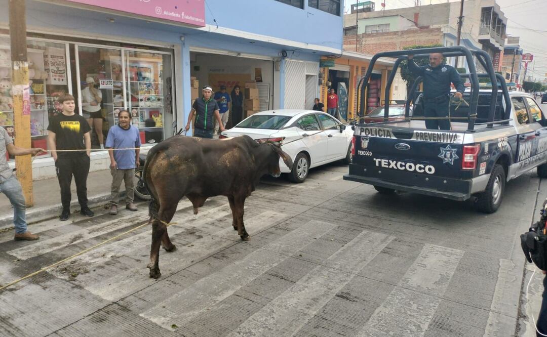 21 toros escaparon de un corral en Texcoco, invadiendo la carretera Lechería-Texcoco. La policía municipal logró recapturar a la mayoría de los animales. Foto: Especial