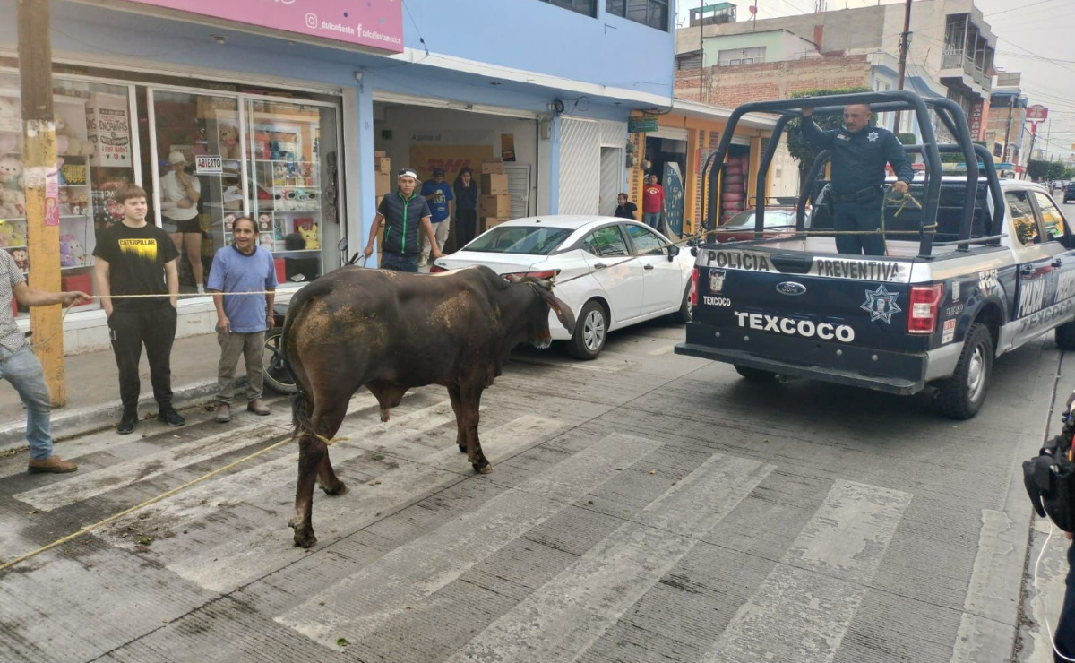 Video: 21 toros escapan de su corral e invaden carretera Lechería-Texcoco