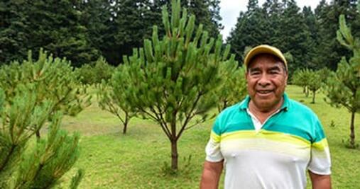 ¡Cuida tus bosques y recibe un pago! Edomex abre convocatorias para programas forestales 2026