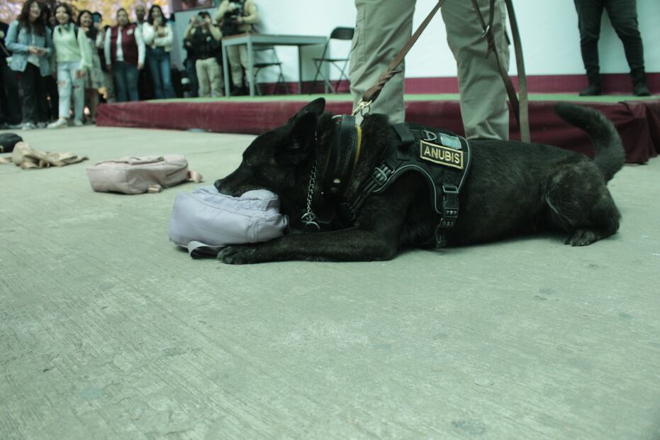 El oficial Alán Osvaldo Zavala, manejador de Anubis, será quien cuide del ejemplar en su nueva etapa familiar. Foto Especial