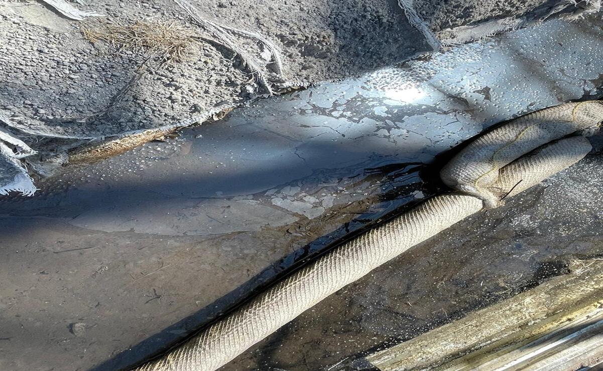 El agua aún tiene una capa superficial de gasolina / Foto: Michelle Sánchez