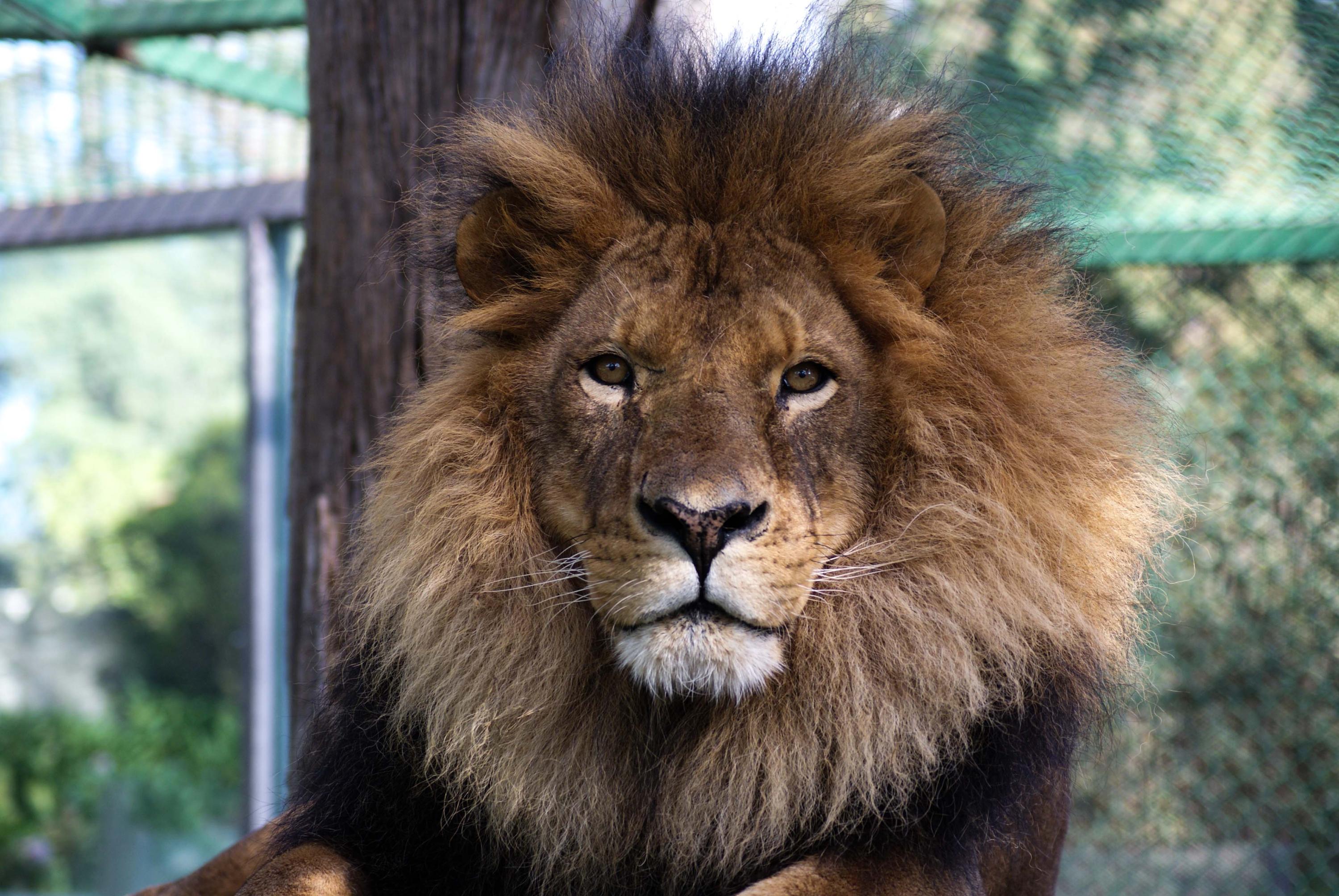 El león (de nombre científico Panthera leo) es un felino carnívoro de gran tamaño: Foto: @zacangoedomex