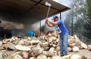 Ley del Mezcal en el Estado de México: Morena propone apoyos fiscales y protección al agave