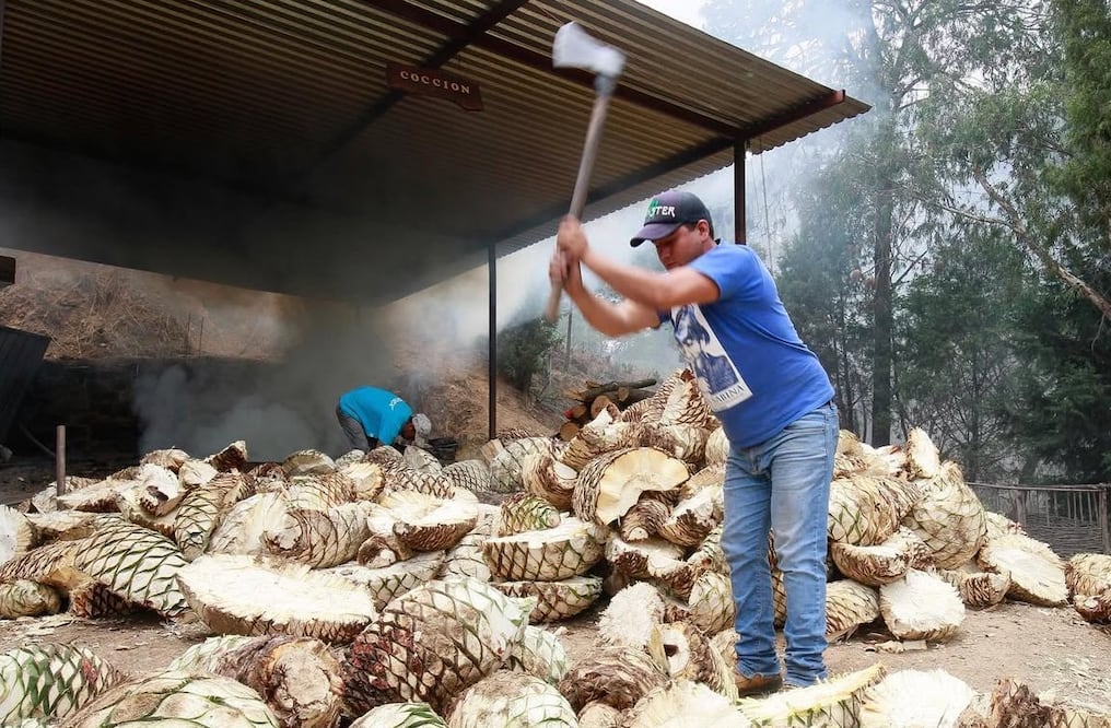 La nueva ley obligaría a implementar planes de reposición para evitar la sobreexplotación de agaves silvestres y nativos. Foto Alejandro Vargas / El Universal