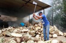 Ley del Mezcal en el Estado de México: Morena propone apoyos fiscales y protección al agave